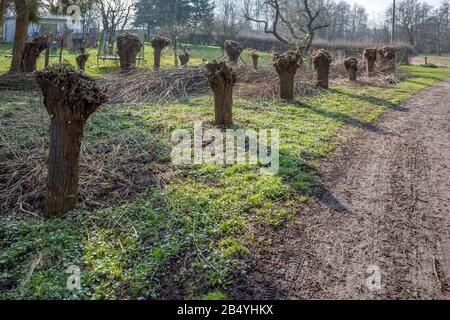 small willow trees were cut down in spring and the cutting is next to them Stock Photo