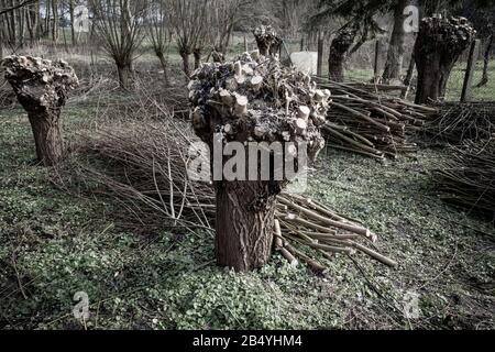 small willow trees were cut down in spring and the cutting is next to them Stock Photo