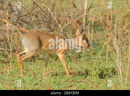 Yalangoch Rose McGowan soxta