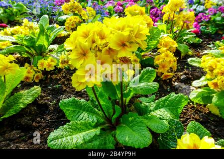 Yellow Primrose Primula Polyanthus in garden Stock Photo