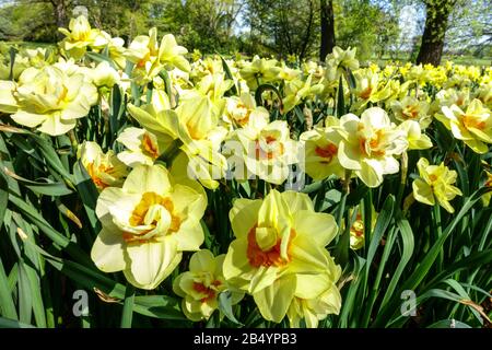 Narcissus 'Double Fashion' Daffodils Stock Photo