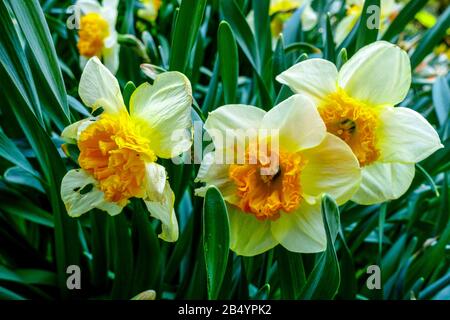 Daffodil Narcissus 'Bully' spring flowers garden plant Stock Photo