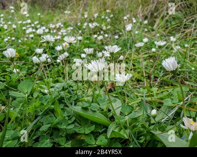 Spring rural wild daisy meadow field background wallpaper, cilento flora Stock Photo