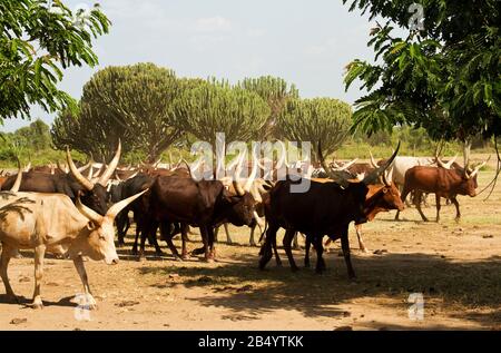 The distinctive size and shae of the horns of the Ankole cattle are indigenous to East Africa and Uganda has a government backed breeding station and Stock Photo