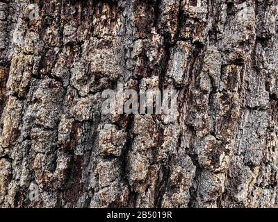 Wild aged Oak tree bark texture, wood natural wallpaper pattern background Stock Photo