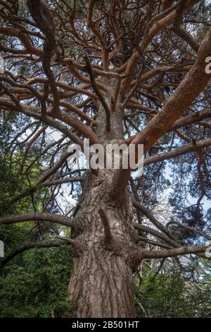 Old Scots pine, Pinus sylvestris tree in the mountains, Pyrenees. Stock Photo