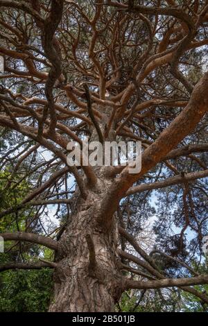 Old Scots pine, Pinus sylvestris tree in the mountains, Pyrenees. Stock Photo