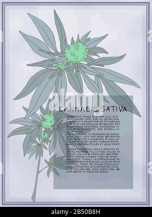 Antique botanical illustration of Cannabis Sativa plant. Vector art that is scalable for large posters. Text describes the flowering stages of plant. Stock Vector