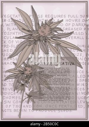 Antique botanical illustration of Cannabis Sativa plant. Vector art that is scalable for large posters. Text describes the flowering stages of plant. Stock Vector