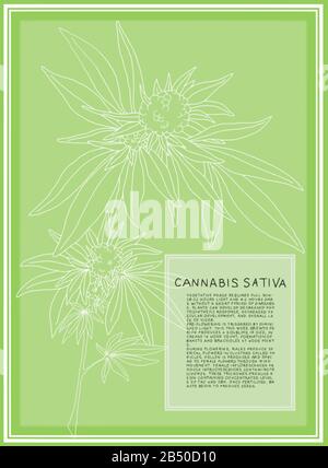 Antique botanical illustration of Cannabis Sativa plant. Vector art that is scalable for large posters. Text describes the flowering stages of plant. Stock Vector