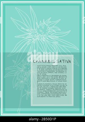 Antique botanical illustration of Cannabis Sativa plant. Vector art that is scalable for large posters. Text describes the flowering stages of plant. Stock Vector