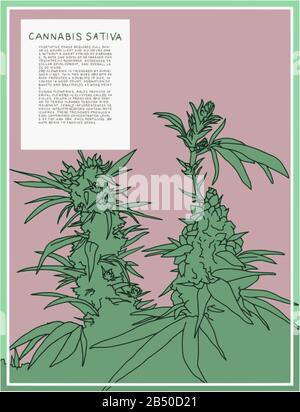 Antique botanical illustration of Cannabis Sativa plant. Vector art that is scalable for large posters. Text describes the flowering stages of plant. Stock Vector