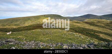 Herdwick yew on the summit of Middle Fell Stock Photo