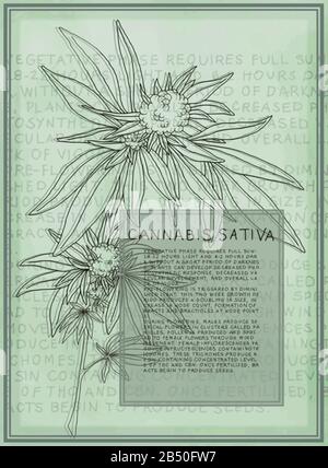 Antique botanical illustration of Cannabis Sativa plant. Vector art that is scalable for large posters. Text describes the flowering stages of plant. Stock Vector