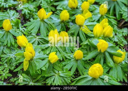 Südeuropäischer Winterling (Eranthis hyemalis) Winter Aconite • Baden-Württemberg, Deutschland Stock Photo