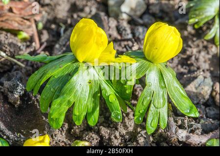 Der Kocher in Schwäbisch Hall • Baden-Württemberg, Deutschland Stock Photo