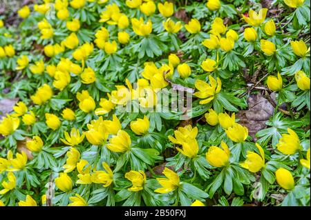 Südeuropäischer Winterling (Eranthis hyemalis) Winter Aconite • Baden-Württemberg, Deutschland Stock Photo