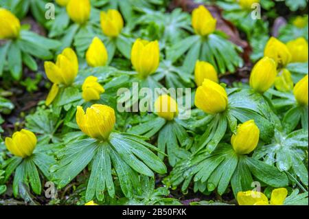 Südeuropäischer Winterling (Eranthis hyemalis) Winter Aconite • Baden-Württemberg, Deutschland Stock Photo