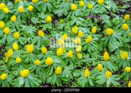 Südeuropäischer Winterling (Eranthis hyemalis) Winter Aconite • Baden-Württemberg, Deutschland Stock Photo