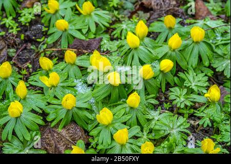 Südeuropäischer Winterling (Eranthis hyemalis) Winter Aconite • Baden-Württemberg, Deutschland Stock Photo