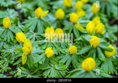 Südeuropäischer Winterling (Eranthis hyemalis) Winter Aconite • Baden-Württemberg, Deutschland Stock Photo