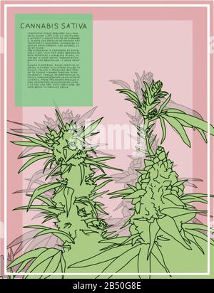 Antique botanical illustration of Cannabis Sativa plant. Vector art that is scalable for large posters. Text describes the flowering stages of plant. Stock Vector