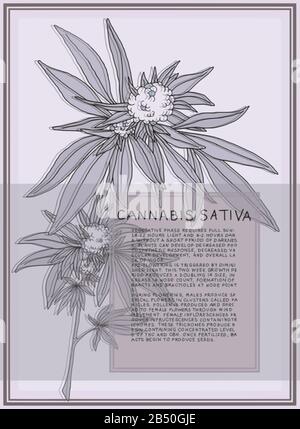 Antique botanical illustration of Cannabis Sativa plant. Vector art that is scalable for large posters. Text describes the flowering stages of plant. Stock Vector