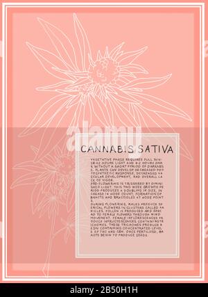 Antique botanical illustration of Cannabis Sativa plant. Vector art that is scalable for large posters. Text describes the flowering stages of plant. Stock Vector