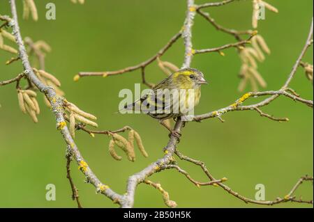 Erlenzeisig (Carduelis spinus) Spruce Siskin • Ostalbkreis, Baden-Württemberg, Deutschland, Germany Stock Photo