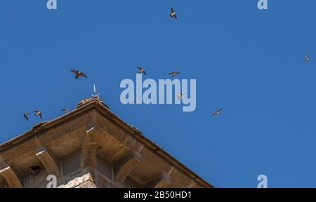 Breeding colony of crag martins and House Martins in flight around nests on old monastery, Spainsh Pyrenees. Stock Photo
