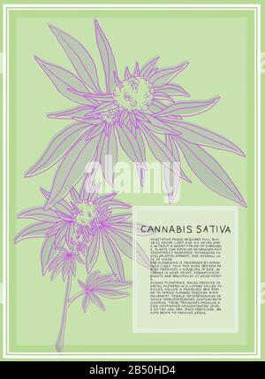 Antique botanical illustration of Cannabis Sativa plant. Vector art that is scalable for large posters. Text describes the flowering stages of plant. Stock Vector