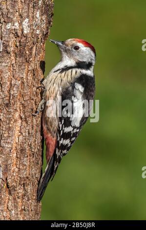 Mittelspecht (Leiopicus medius, Syn. Dendrocopos medius) Middle-spotted Woodpecker • Baden-Württemberg, Deutschland Stock Photo