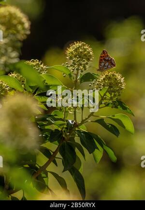 Queen of Spain fritillary, Issoria lathonia, feeding on ivy flowers in autumn. Spain. Stock Photo