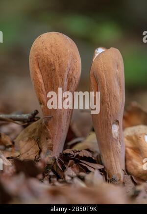 Giant Club fungus, Clavariadelphus pistillaris group growing under beeches Stock Photo