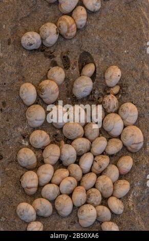 White garden snails, Theba pisana, aestivating in dry late summer in shade. Spain. Stock Photo