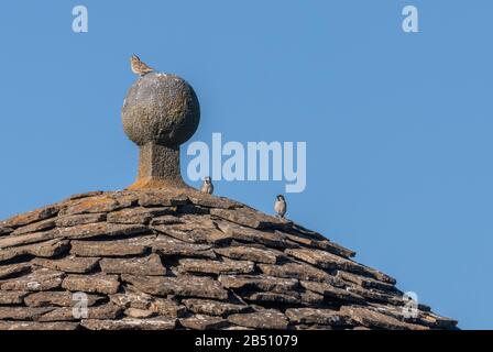 Rock sparrow, Petronia petronia, and Tree Sparrows perched on tiled roof, Jaca, Spain. Stock Photo