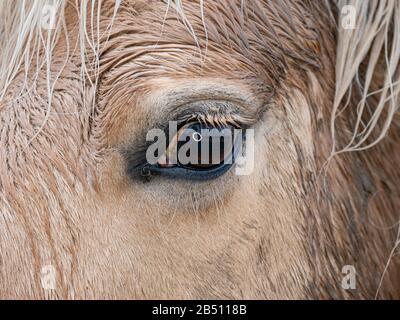 Flash mirroring in horse eye.  Close up of magnificent eye orange like flames. Animal behind bars in a Stable. Stock Photo