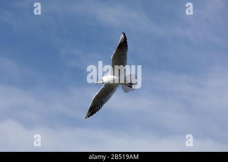 a mediterranean seagull flies in the sky with veil clouds by day Stock Photo