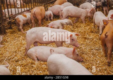 young pigs and piglets in barn livestock farm Stock Photo