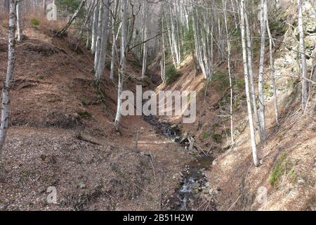 Beech forest in Rila canyon, Bulgaria Stock Photo