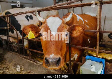 cow livestock farm barn Livestock Farm Stock Photo