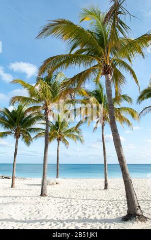 Palm trees on Grand Bahama island Lucaya beach, Freeport town (Bahamas). Stock Photo