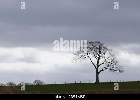 A lone tree on the brow of a hill in Colton,Leeds Stock Photo