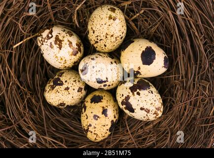 Quail eggs in the nest. Close-up. View from the top. Stock Photo