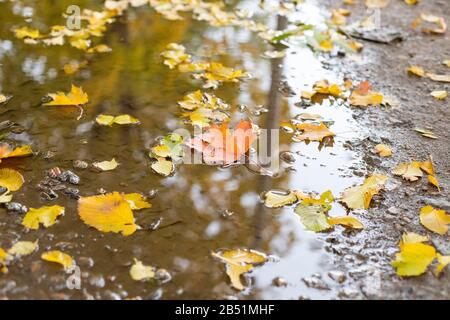 Autumn leaves on the puddle.Yellow maple Leaves lying in the still water of a puddle.fall season concept. autumn atmosphere image. Instagram toning Stock Photo
