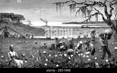 Agriculture: cotton harvest in Louisiana, slaves fill baskets with white cotton bolls, 19th century Stock Photo