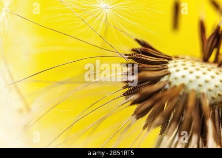 Dandelion seeds blowing in wind summer field on yellow background. Change growth movement and direction concept. Inspirational natural floral spring or summer garden or park. Ecology nature landscape Stock Photo