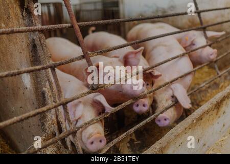 pigs pigs farming at livestock farm. Stock Photo