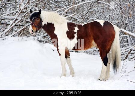 Beautiful paint vanner draft horse in winter snow park Stock Photo