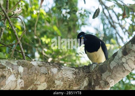 Plush-crested jay, Cyanocorax chrysops, perched on a tree branch. Iguazu, Brazil. Stock Photo